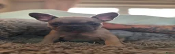 French Bulldog dogs for sale: Meet Our Gorgeous Frenchie Babies! - Advert 8