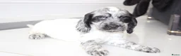 Cocker Spaniel dogs for sale: Beautiful KC Registered Show-Type Puppies - Advert 10