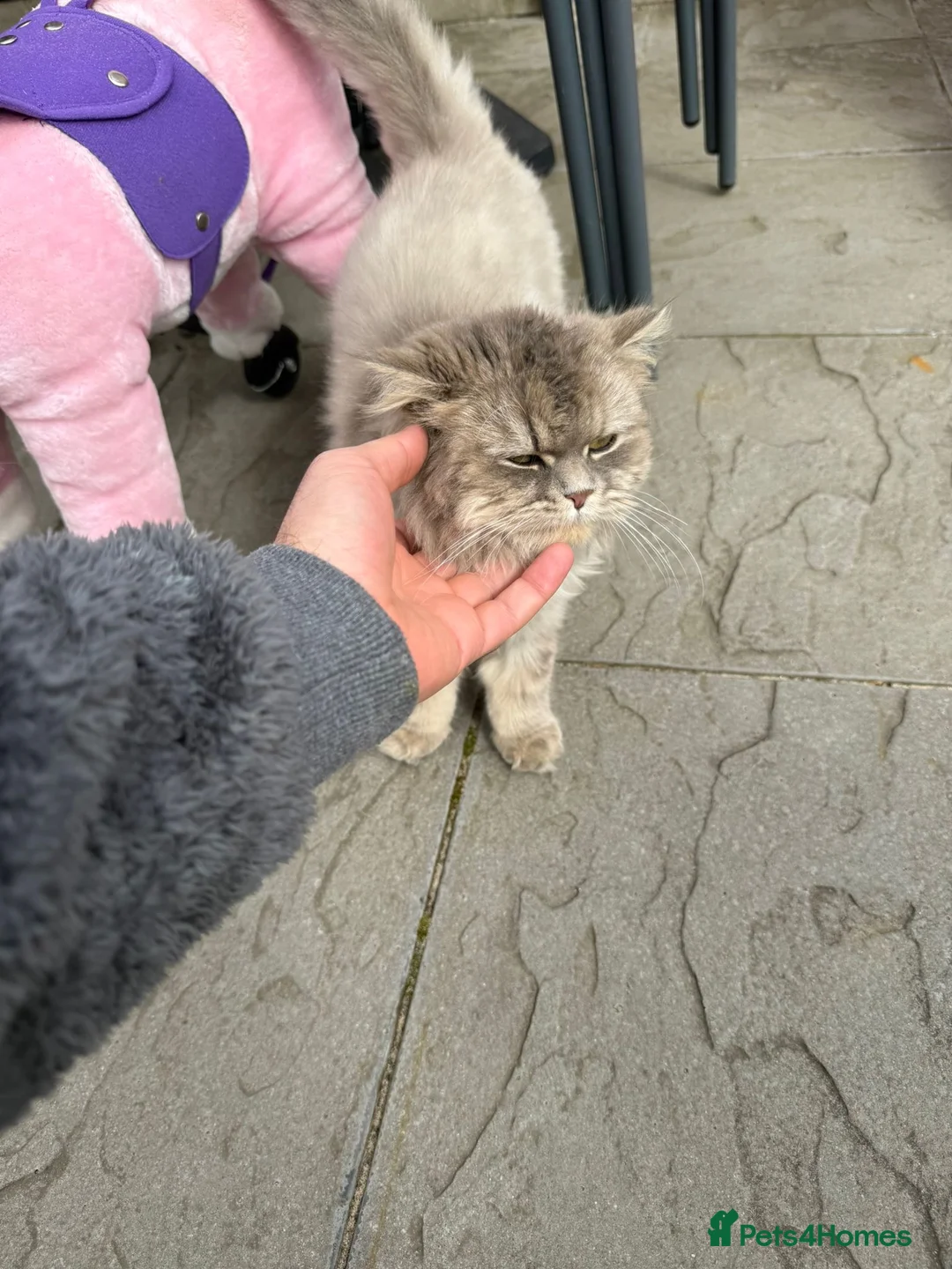 Persian cats for sale: Beautiful Persian Cat – Loving Home Needed - Advert 2