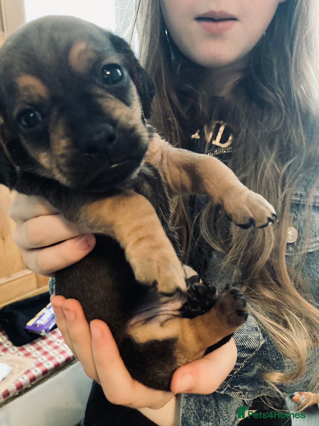 Mixed Breed dogs for sale: Adorable Daug puppies  - Image 5