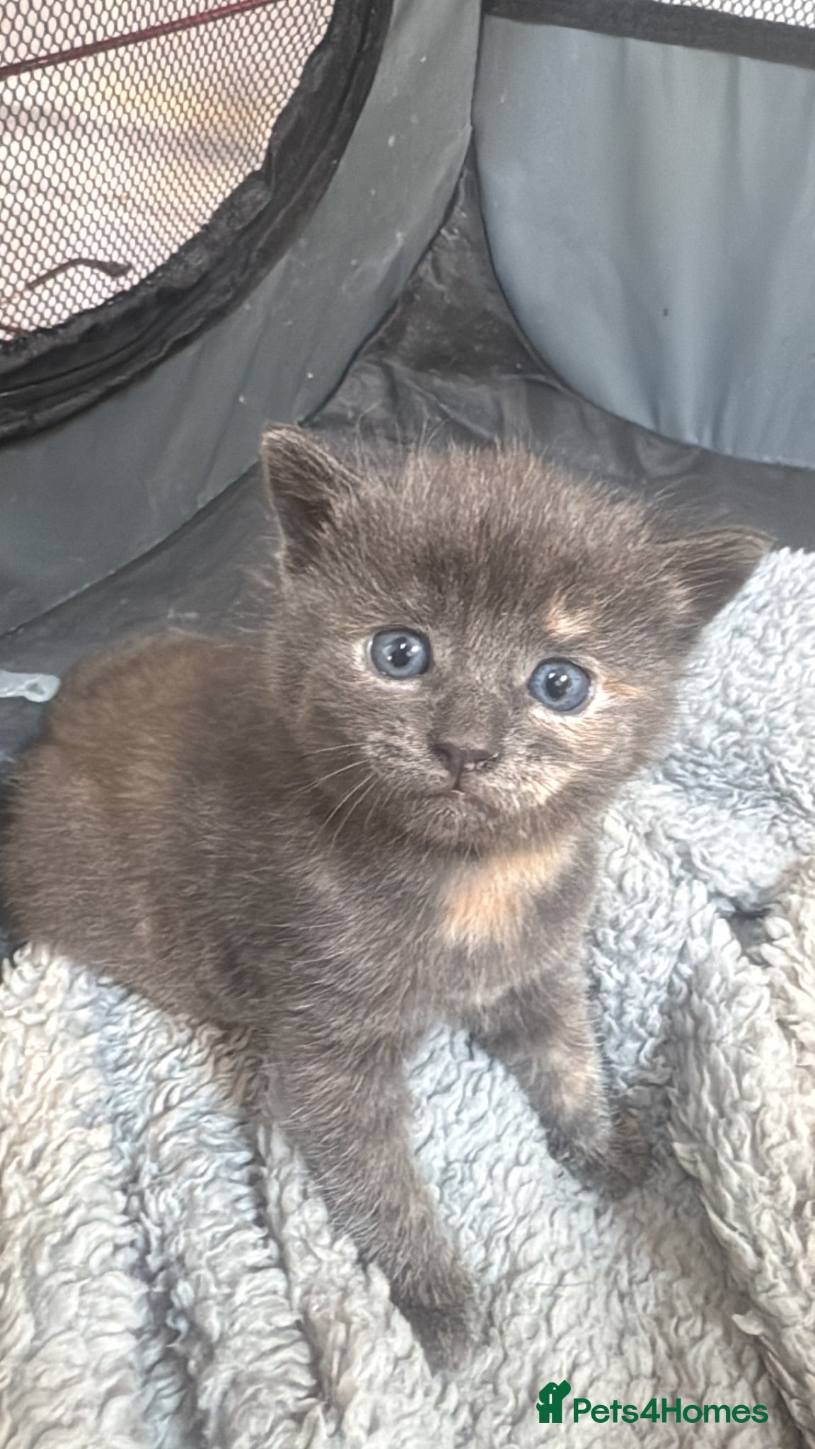 Mixed Breed cats 4 gorgeous grey kittens - Advert 2