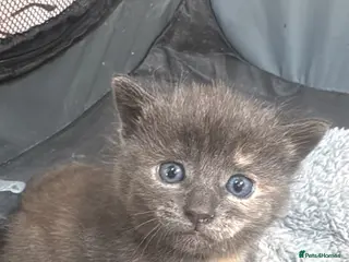 Mixed Breed cats 4 gorgeous grey kittens - Advert 2