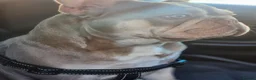 French Bulldog dogs for stud: New shade & tan carrying fluffy & cream - Advert 3