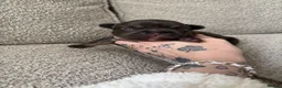French Bulldog dogs for sale: ❤️💙💙French-bulldog puppies 💙💙❤️ - Advert 8