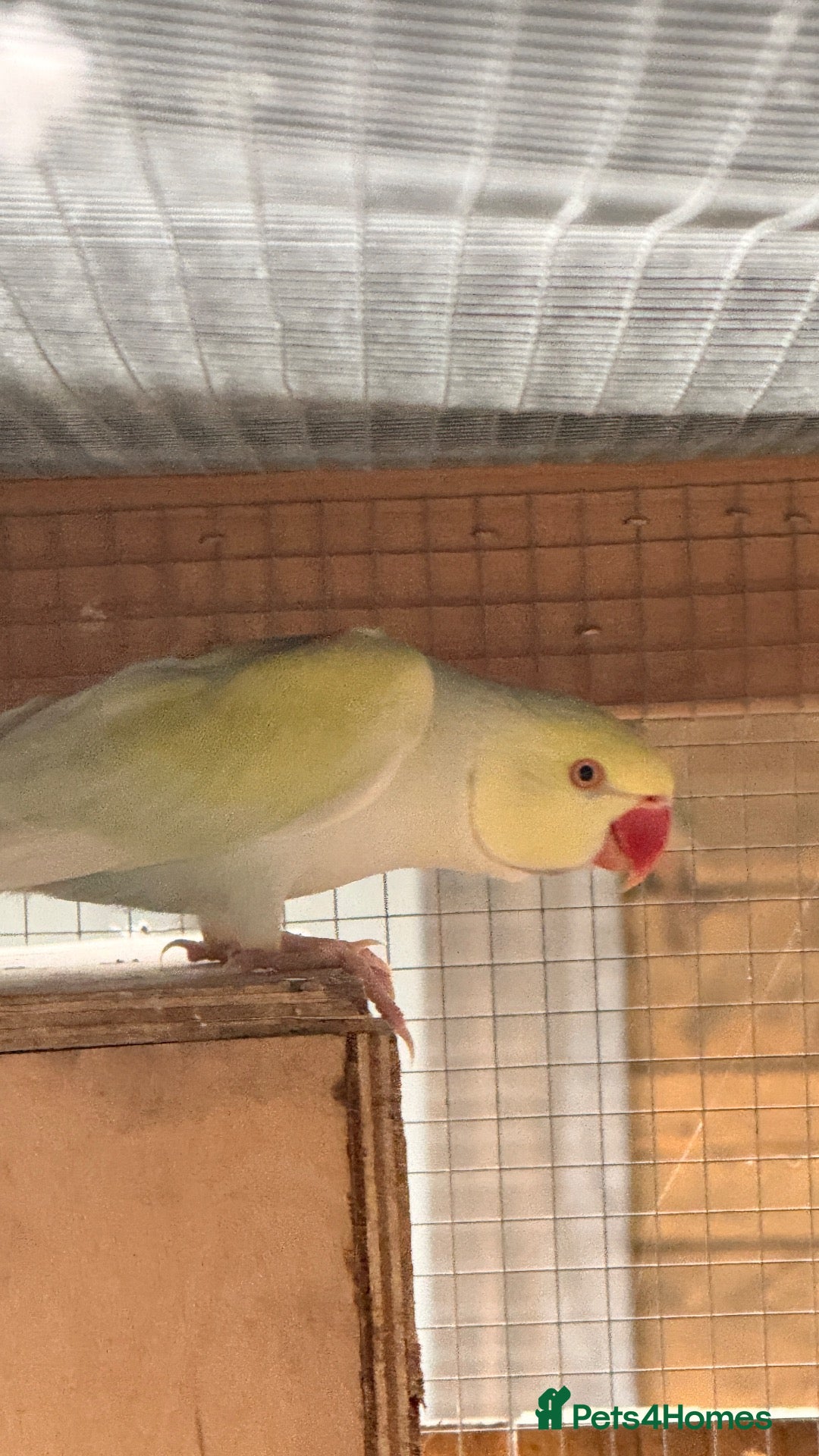 Ringnecks birds for sale: 2 MALES proven breeders mutation ringneck  - Advert 2