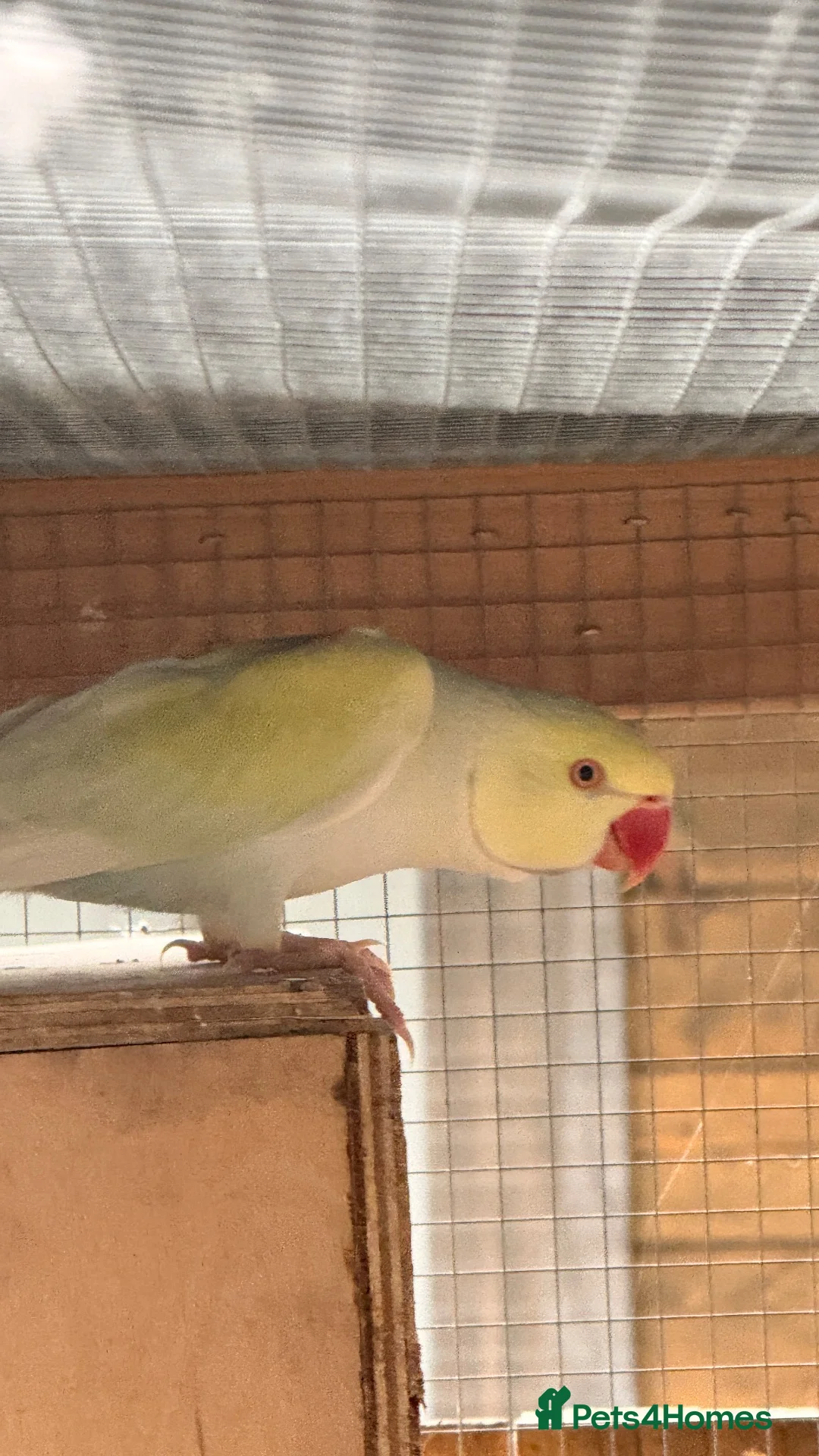 Ringnecks birds for sale: 2 MALES proven breeders mutation ringneck  - Advert 2