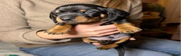 Miniature Dachshund dogs for sale: Miniature dachshund  - Advert 1