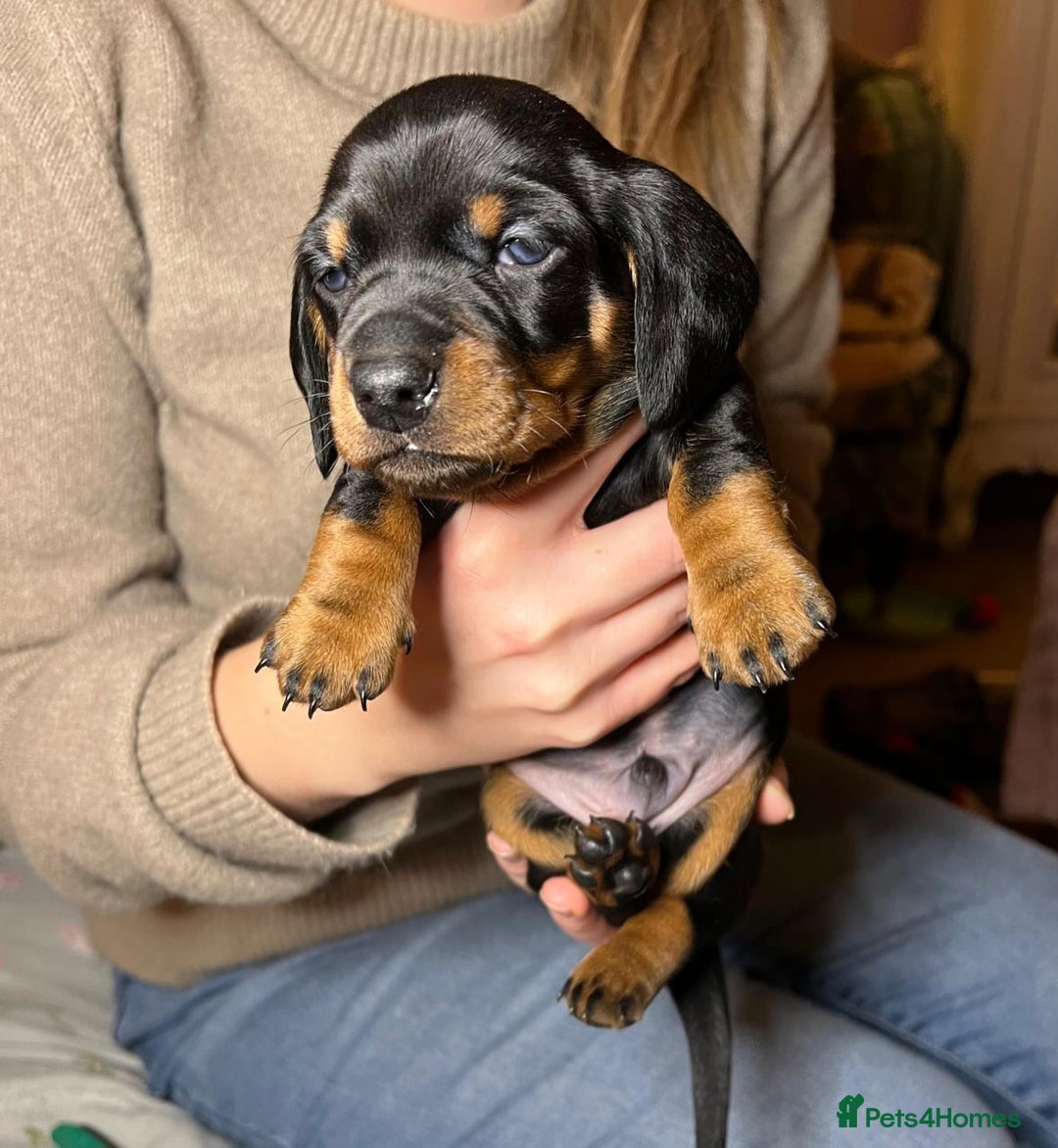 Miniature Dachshund dogs for sale: Miniature dachshund  - Advert 1