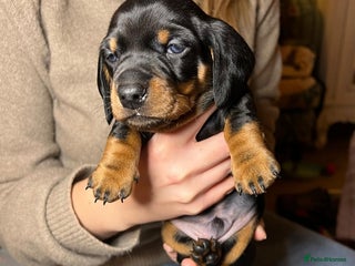 Miniature Dachshund dogs Miniature dachshund - Advert 8