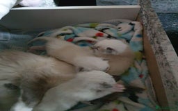 Ragdoll cats for sale: 3 ragdoll kittens forsale - Image 6