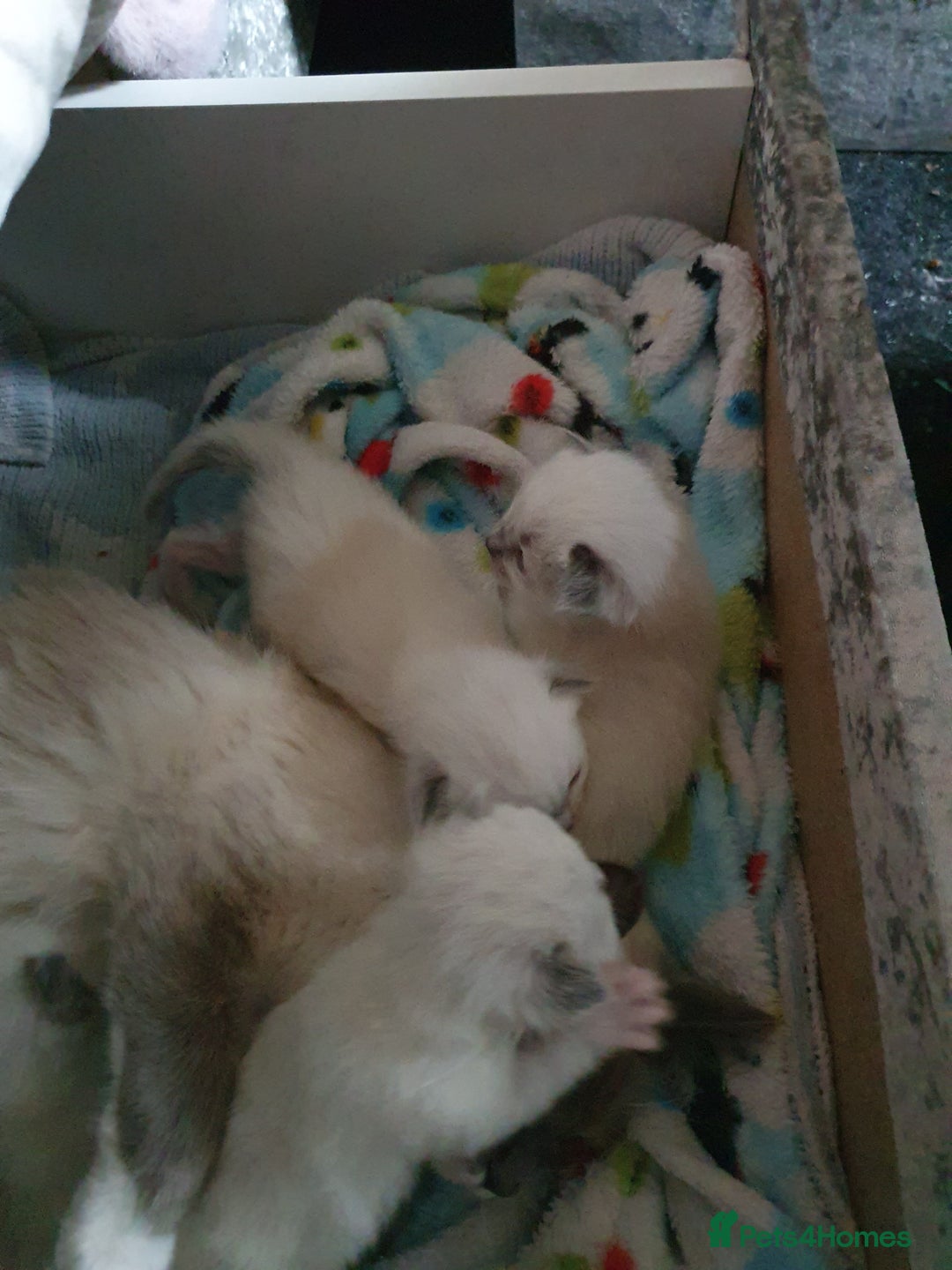 Ragdoll cats for sale: 3 ragdoll kittens forsale - Image 6