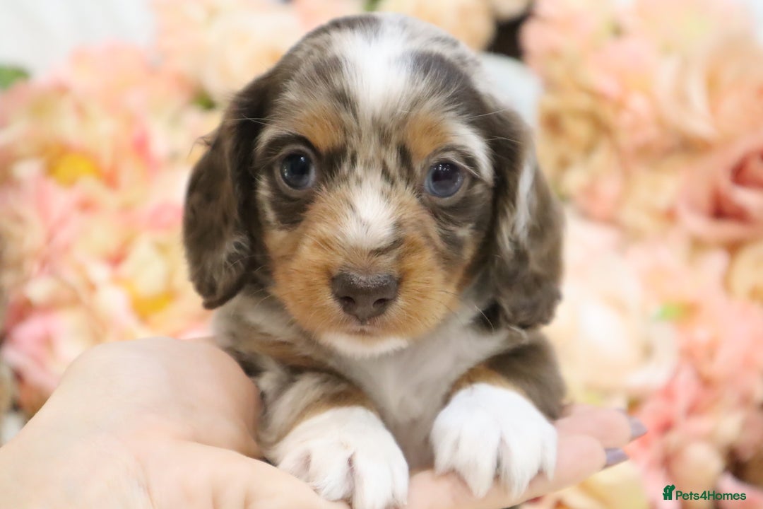 Miniature Dachshund dogs for sale: KC Miniature Dachshund Puppies - Advert 20