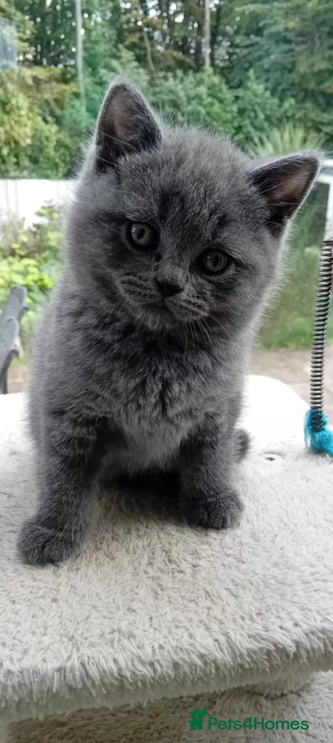 British Shorthair cats for sale: British Blue Shorthair  - Advert 2