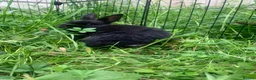 Netherland Dwarf rabbits for sale: Netherland Dwarfs LAST 1 LEFT - Advert 28