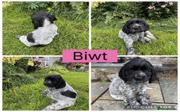 Cocker Spaniel dogs for sale: Show Type Cocker Spaniel pups  - Image 6