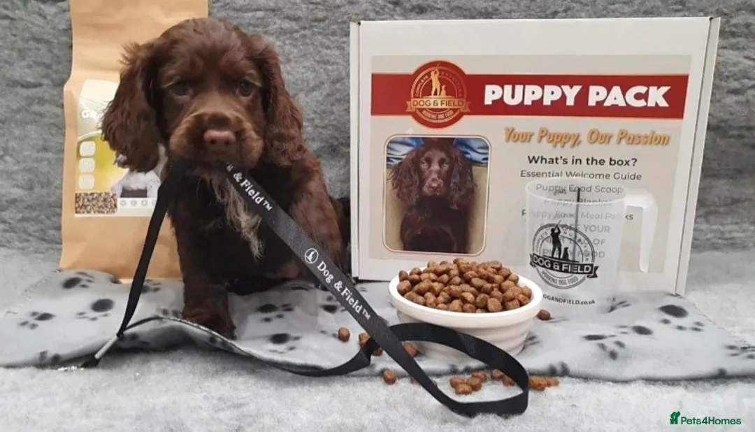 Cocker Spaniel dogs for stud: Champion Bred KC Cocker Spaniel & ALL Health Tests in Cranbrook - Advert 12