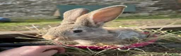 Continental Giant rabbits for sale: Continental giants kits  in Newport - Advert 5