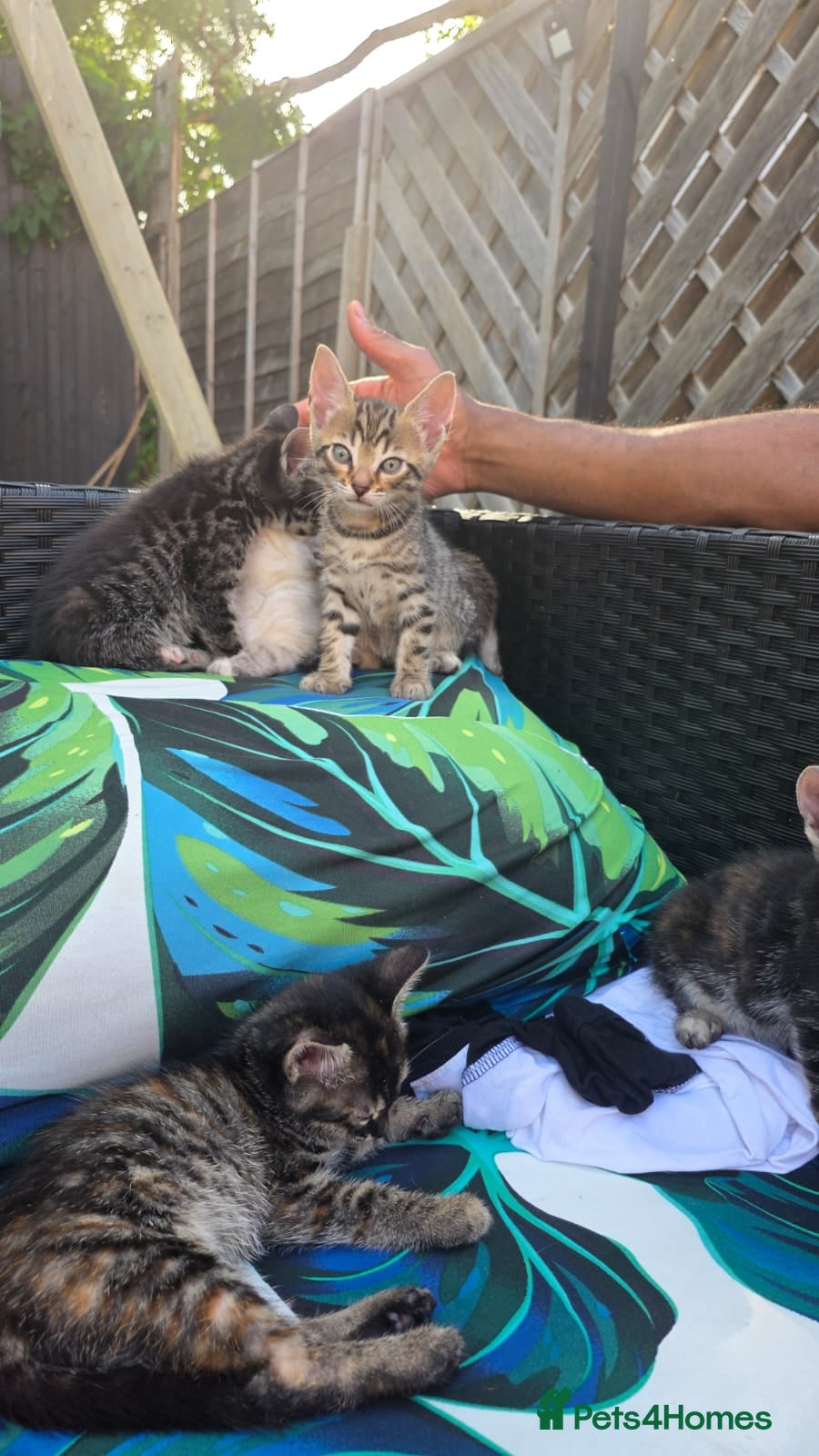 Bengal cats Ready Now - Advert 2