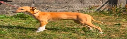 Lurcher dogs for sale: Quality Lurcher pups  - Advert 5