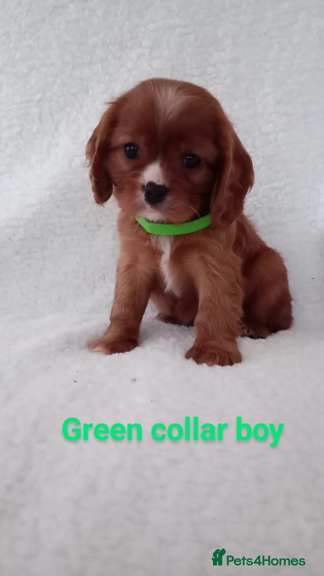 Cavalier King Charles Spaniel dogs for stud: Merlesque 5⭐️ cavalier stud DNA/Heart/Eye tests in Birmingham - Advert 18