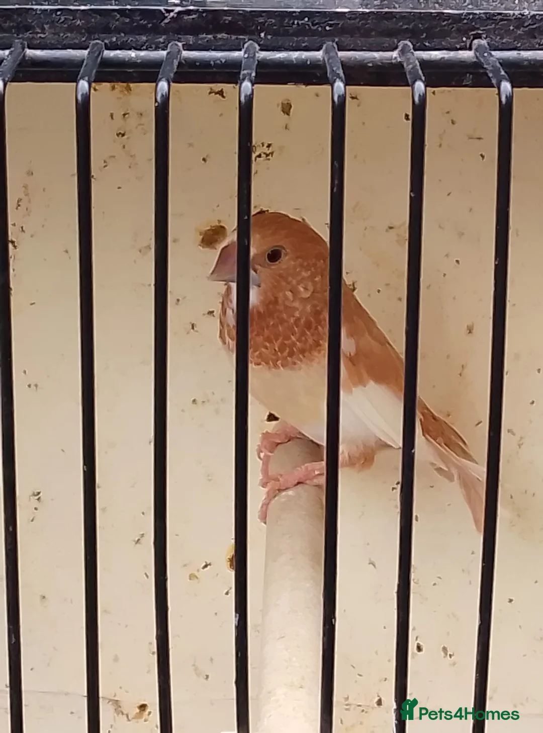 Finches birds for sale: Various finch  - Advert 2