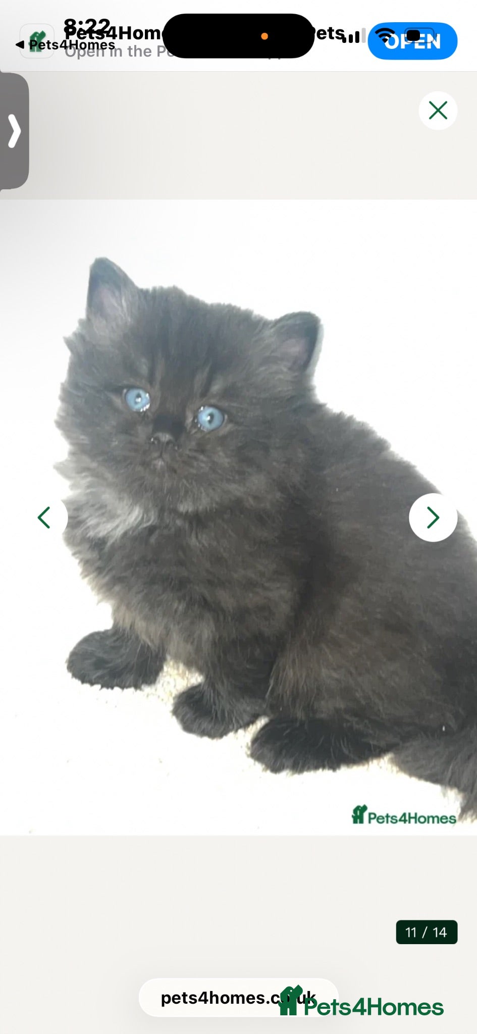 Persian cats Stunning Persian  - Advert 15