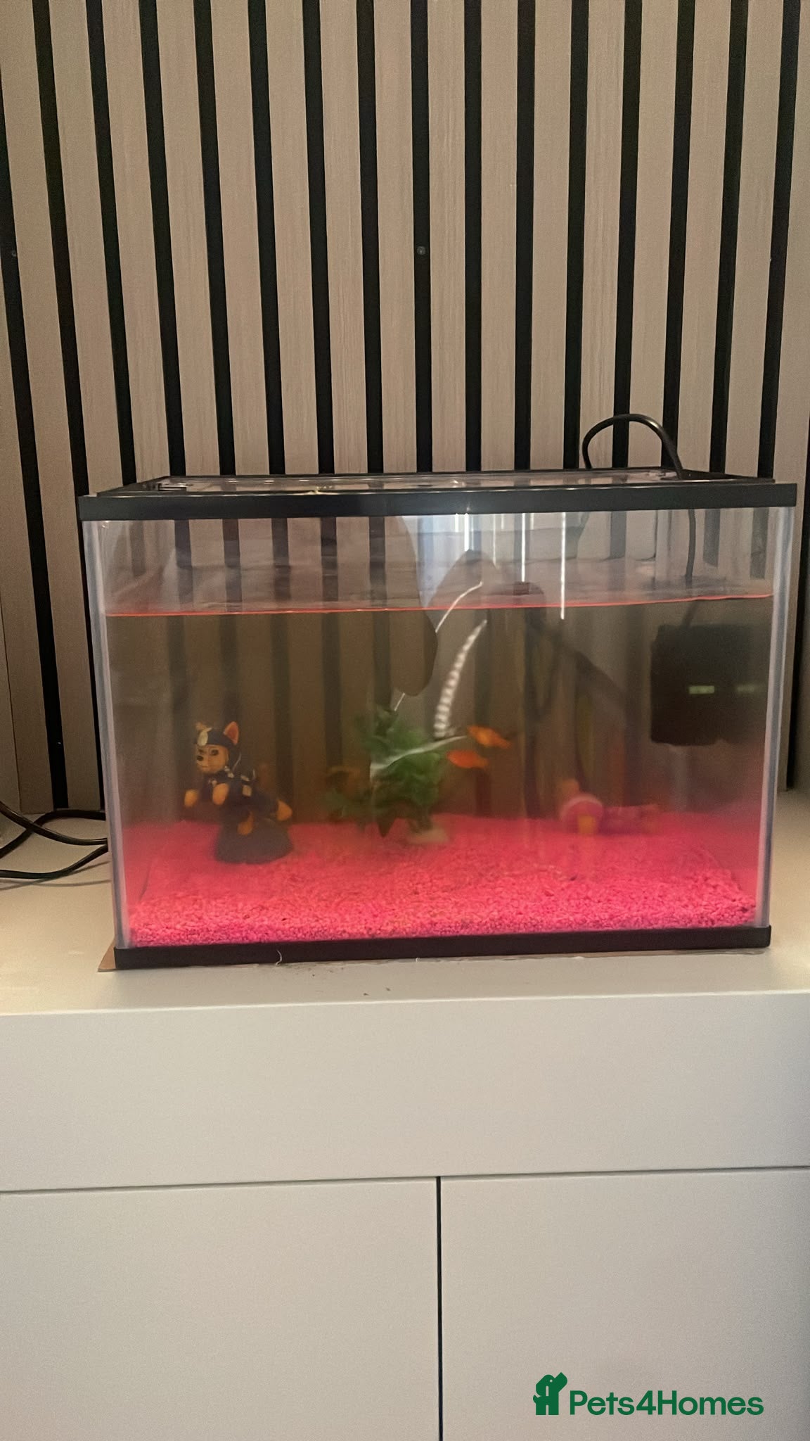 Platies fish Fish and fish tank for sale - Advert 1