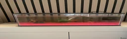 Platies fish for sale: Fish and fish tank for sale in Addlestone - Advert 1