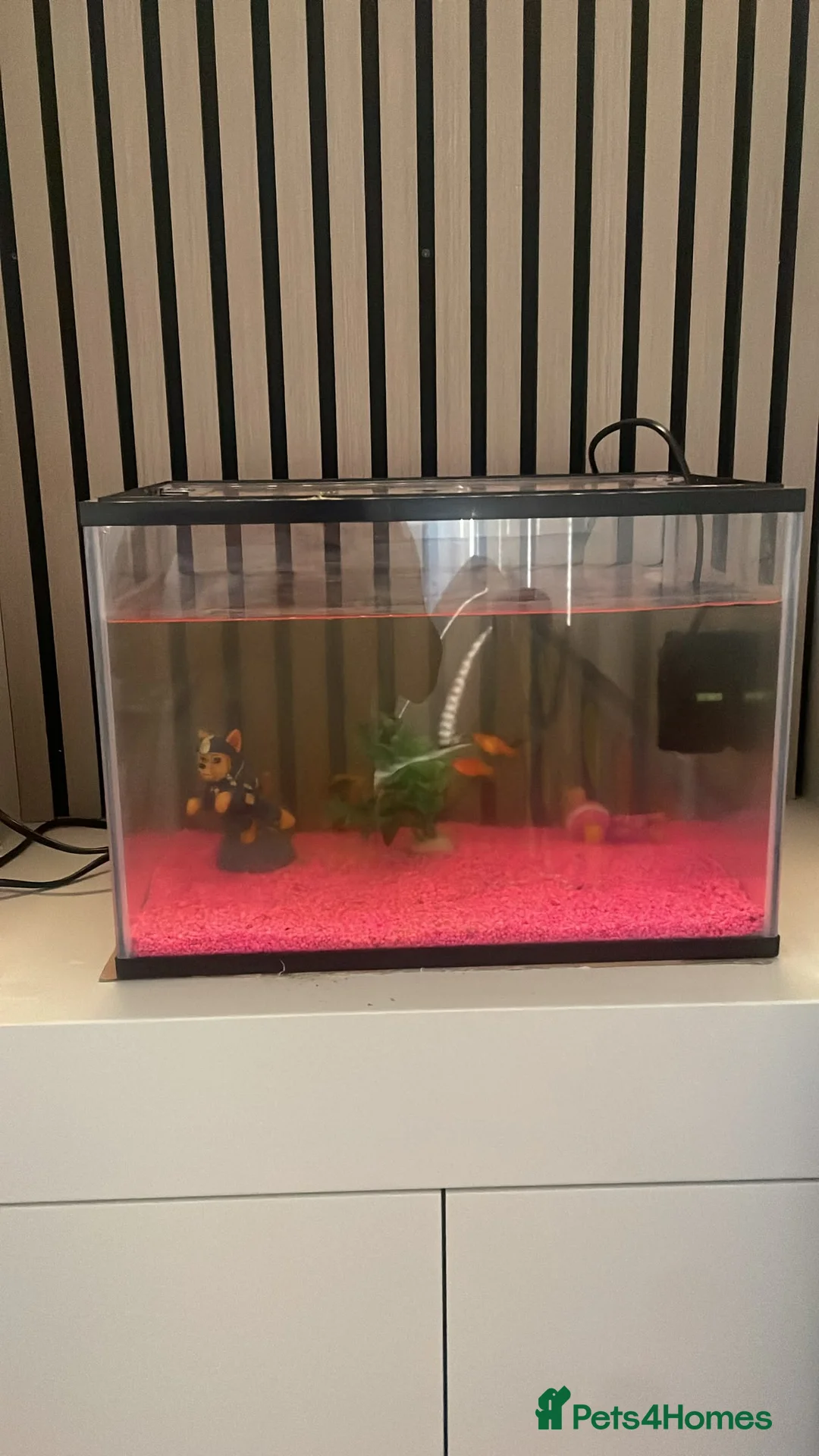 Platies fish for sale: Fish and fish tank for sale in Addlestone - Advert 1