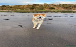 Japanese Akita Inu dogs for sale: Japanese Akita INU KC Pedigree - Image 2