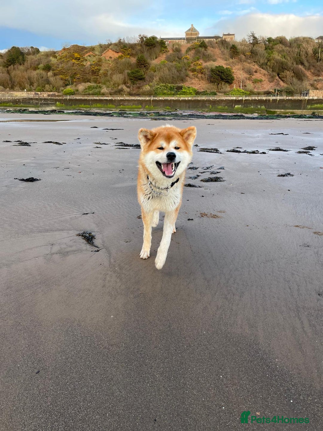 Japanese Akita Inu dogs for sale: Japanese Akita INU KC Pedigree - Image 2