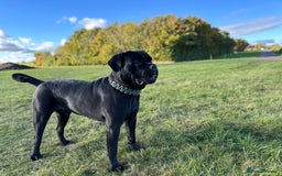 Cane Corso dogs for stud: Cane corso Rico Thor ready to stud in Bedford - Image 7