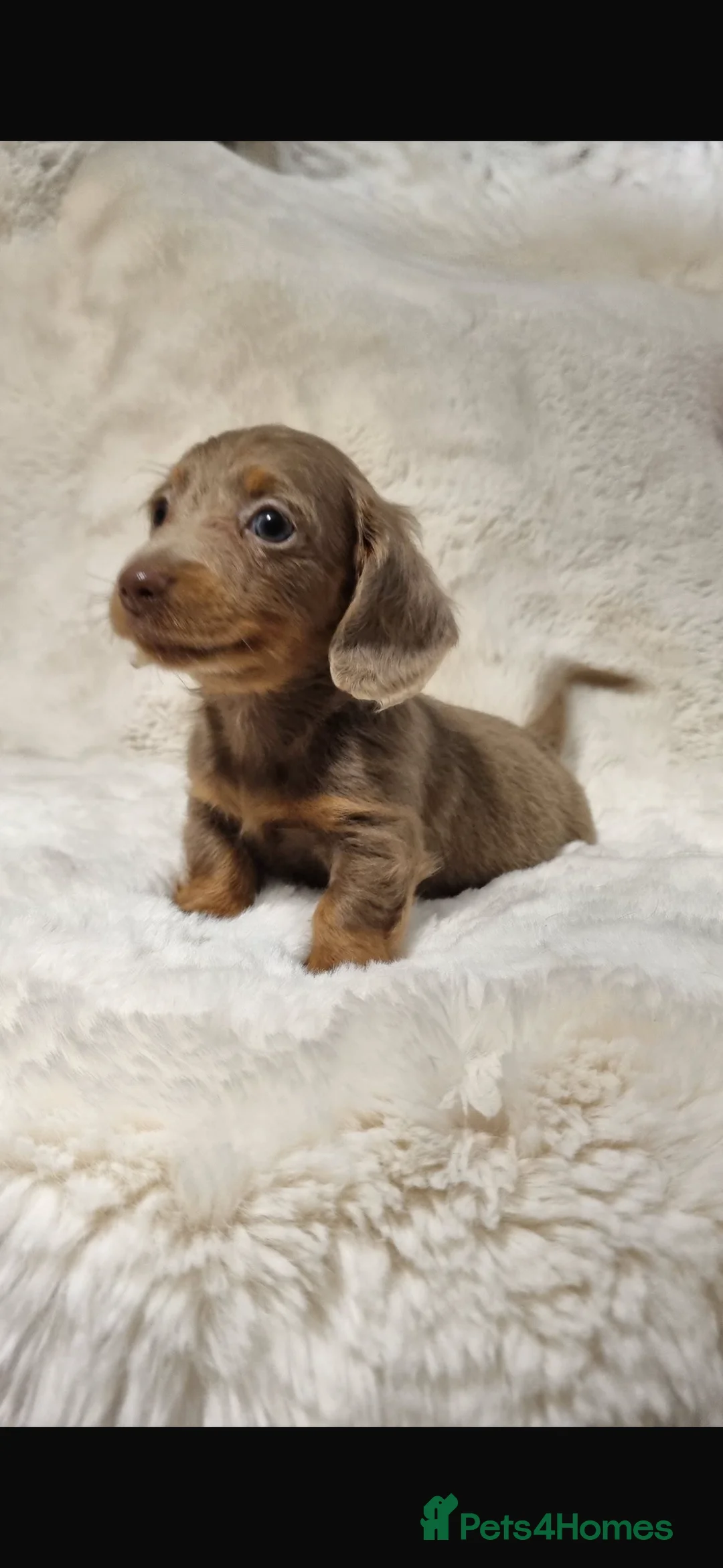 Miniature Dachshund dogs for sale: Longhair miniature Dachshunds  in Glasgow - Advert 6