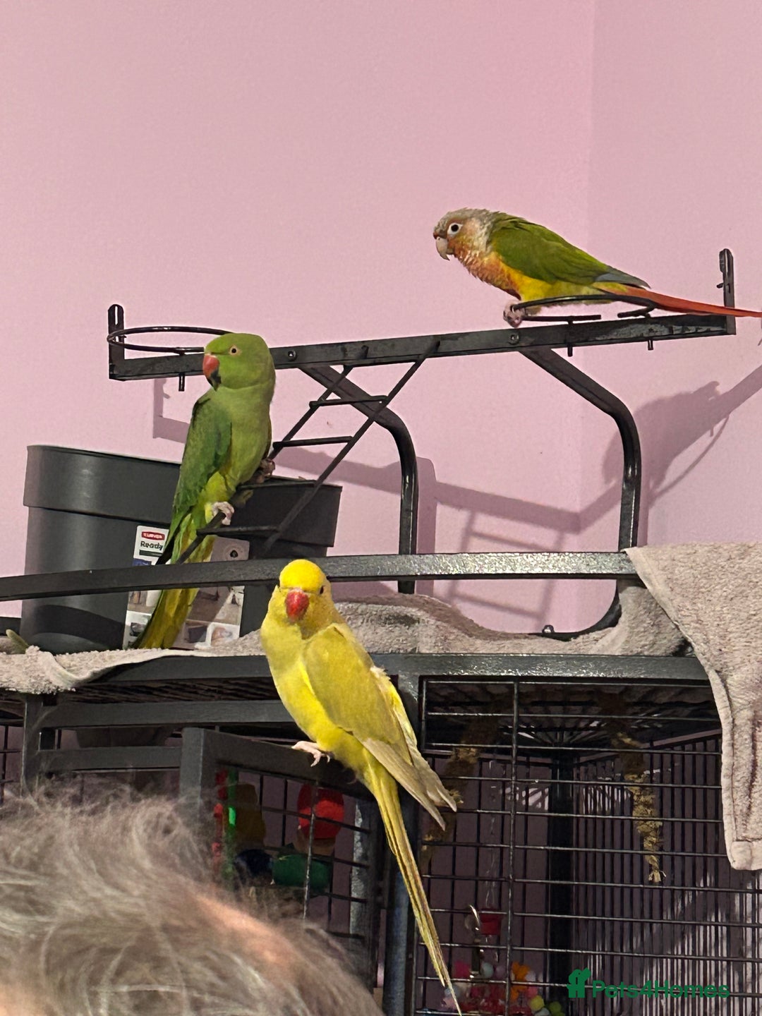 Parrots birds for sale: Three beautiful birds for sale - Advert 1