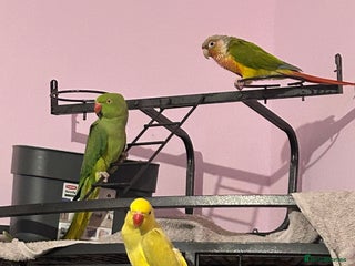 Parrots birds Three beautiful birds for sale - Advert 1