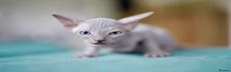Sphynx cats for sale: Gorgeous silver Sphynx girl - Advert 5