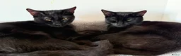 British Shorthair cats for sale: 11 month old black sisters.  in Eastleigh - Advert 1
