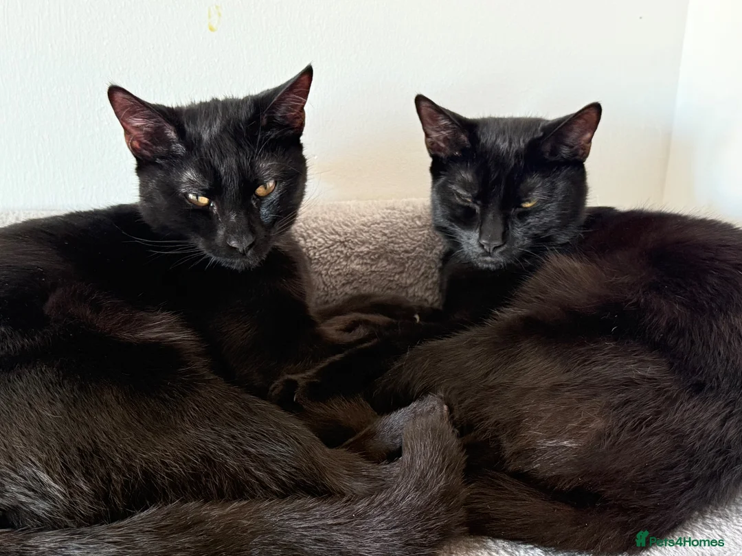 British Shorthair cats for sale: 11 month old black sisters.  in Eastleigh - Advert 1