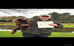 Cocker Spaniel dogs for sale: Carefully bred Kc FTW sired cocker spaniel pups,  - Image 10