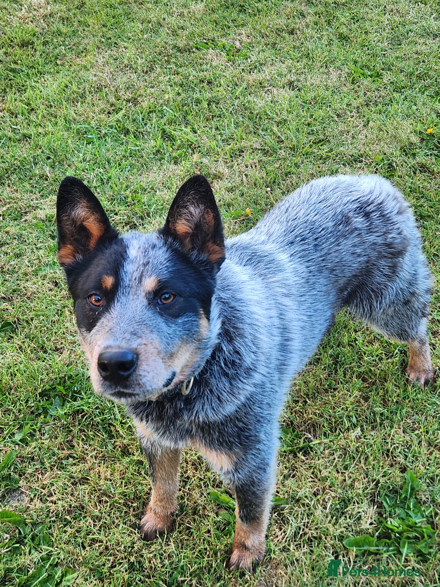 Australian Cattle Dog dogs Australian cattle dog  - Advert 1