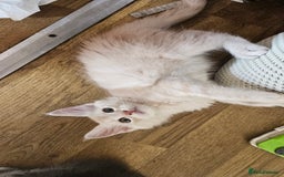 Maine Coon cats for sale: LARGE BREED Maine Coon cross  - Image 6