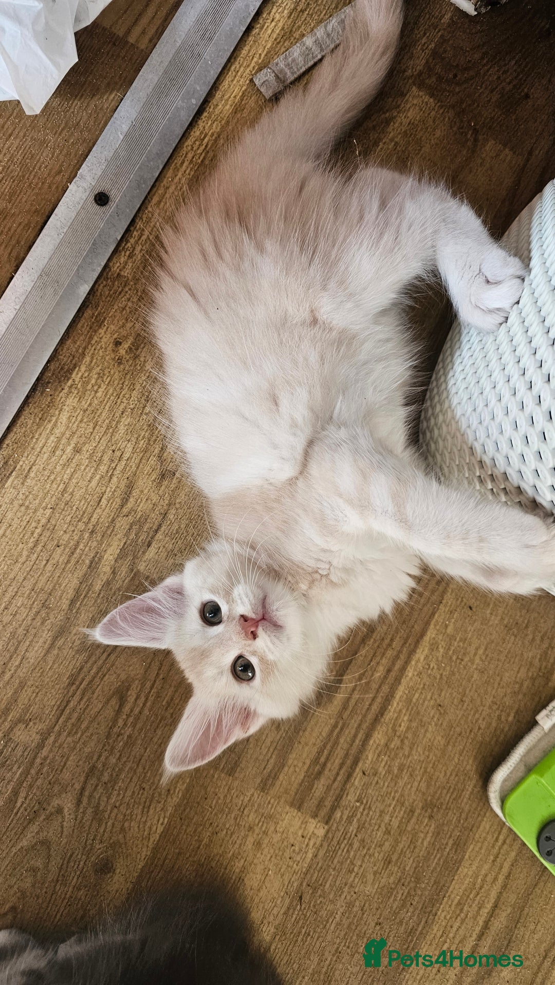 Maine Coon cats for sale: LARGE BREED Maine Coon cross  - Image 6