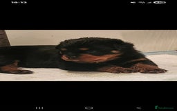 Rottweiler dogs for sale: Rottweiler puppies - Image 9