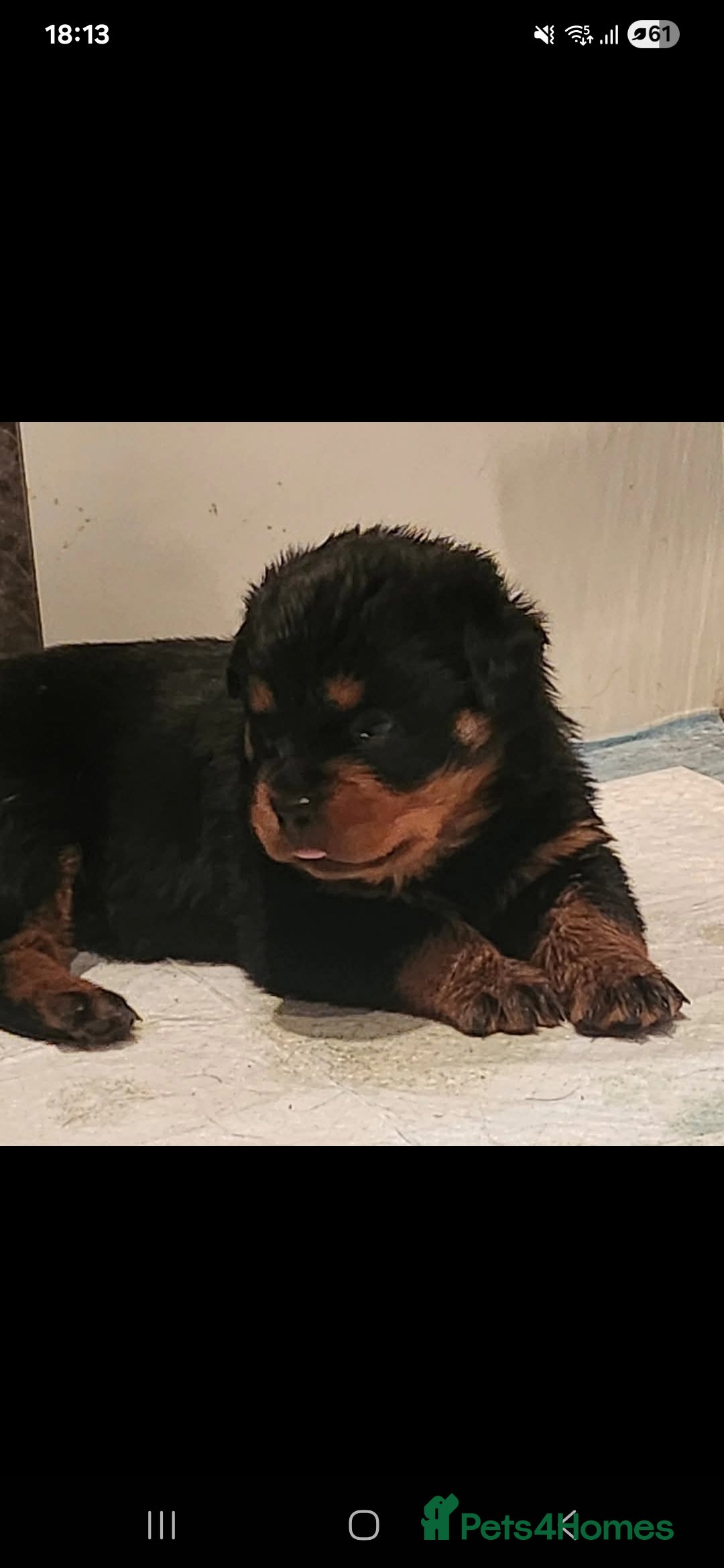 Rottweiler dogs for sale: Rottweiler puppies - Image 9