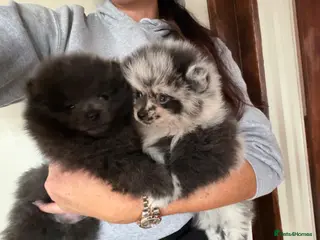 Pomeranian dogs 💙🏆£1700 2 males READY THIS WEEKEND 💙🏆 - Advert 13