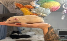 Rat rodents for sale: 3 male rats for free  - Image 7