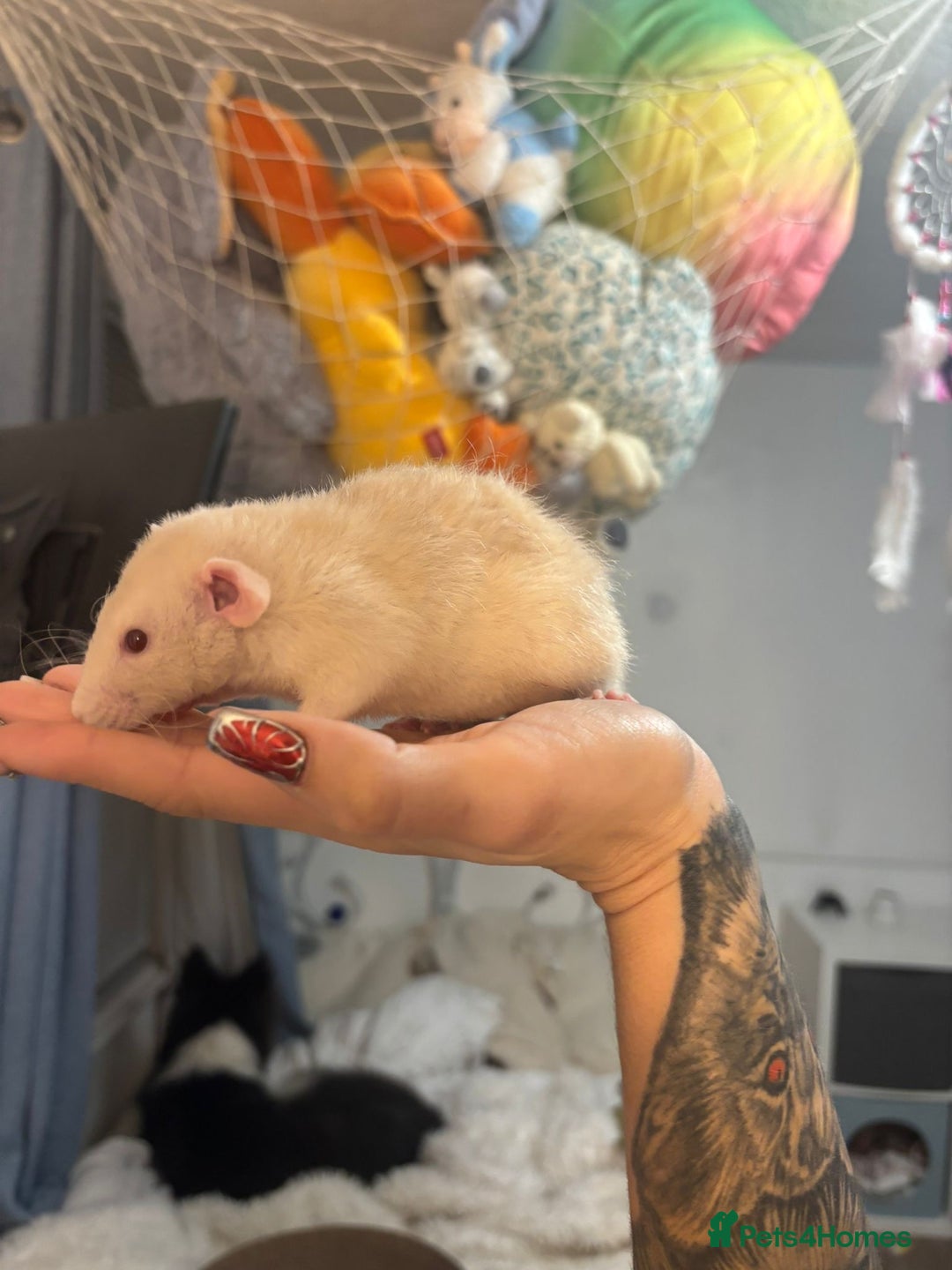 Rat rodents for sale: 3 male rats for free  - Image 7