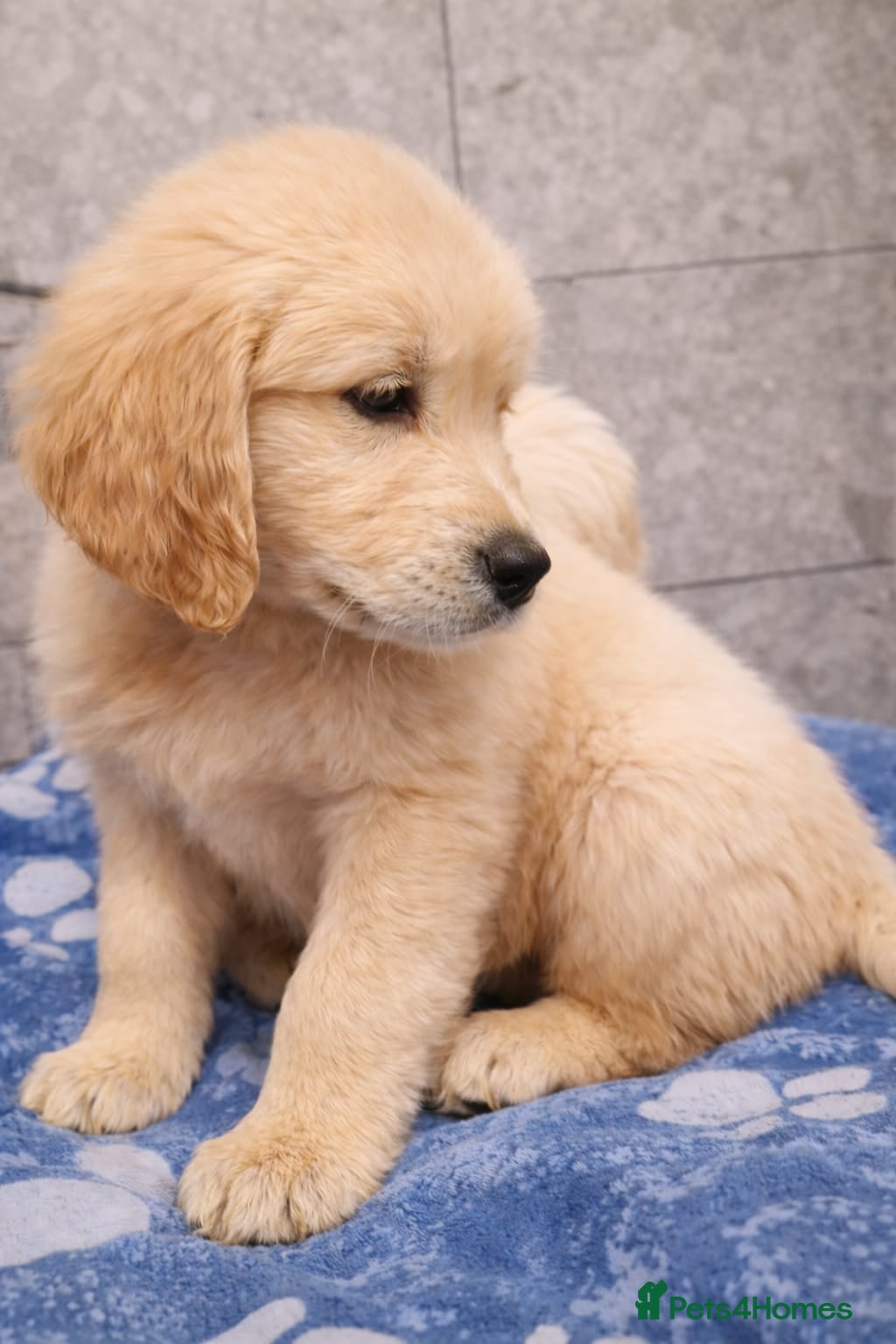 Golden Retriever dogs KC Golden Retriver READY NOW - Advert 12