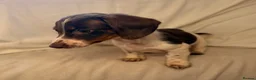Dachshund dogs for sale: Dachshund 2boys ready to leave - Advert 1