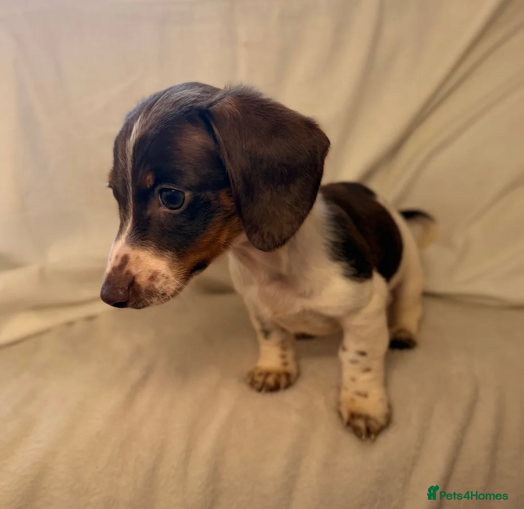 Dachshund dogs for sale: Dachshund 2boys ready to leave - Advert 1